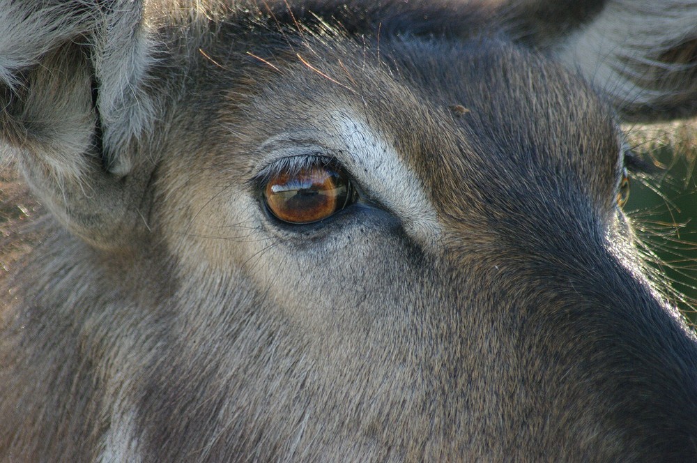 Waterbuck Taxidermy Reference Photo Cd