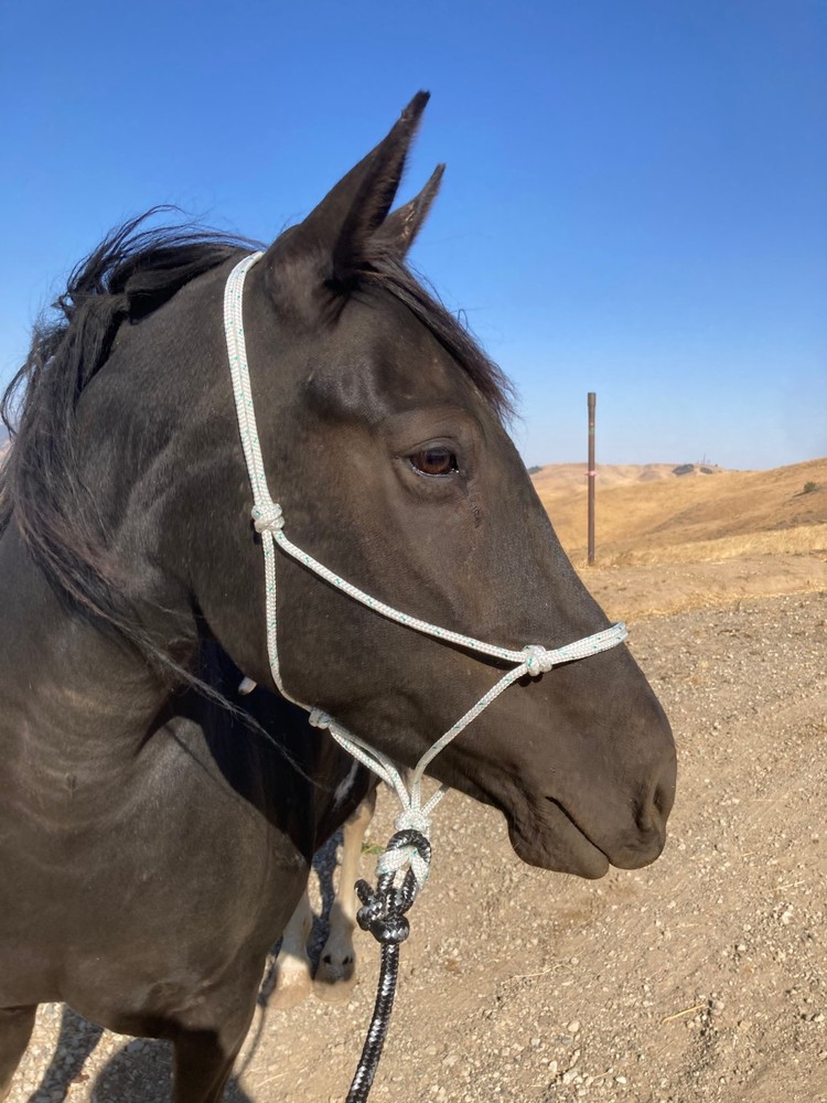 Rope Halter & 8ft Lead, Average Horse