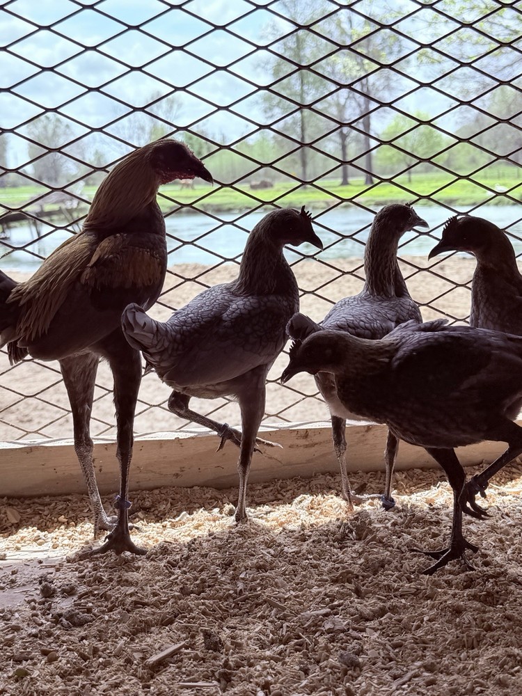 6 + Lemon Blue Modern Game Bantam Hatching Eggs