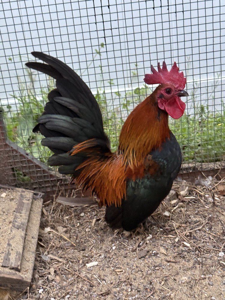 6++ Serama Chicken Hatching Eggs