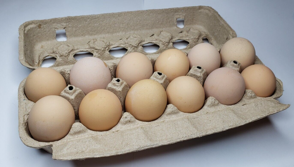 25 Count Ex-Large Plain Moulded Chicken Egg Cartons. 2 x 6.