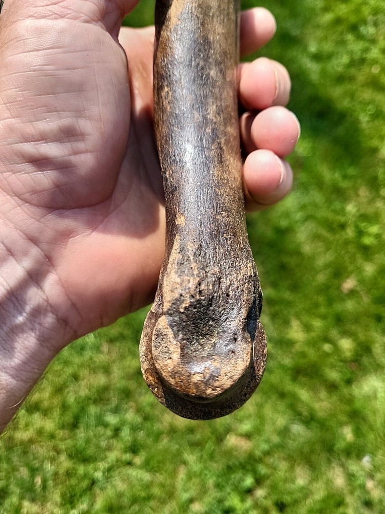 Bison metacarpal Historic bison foot bone