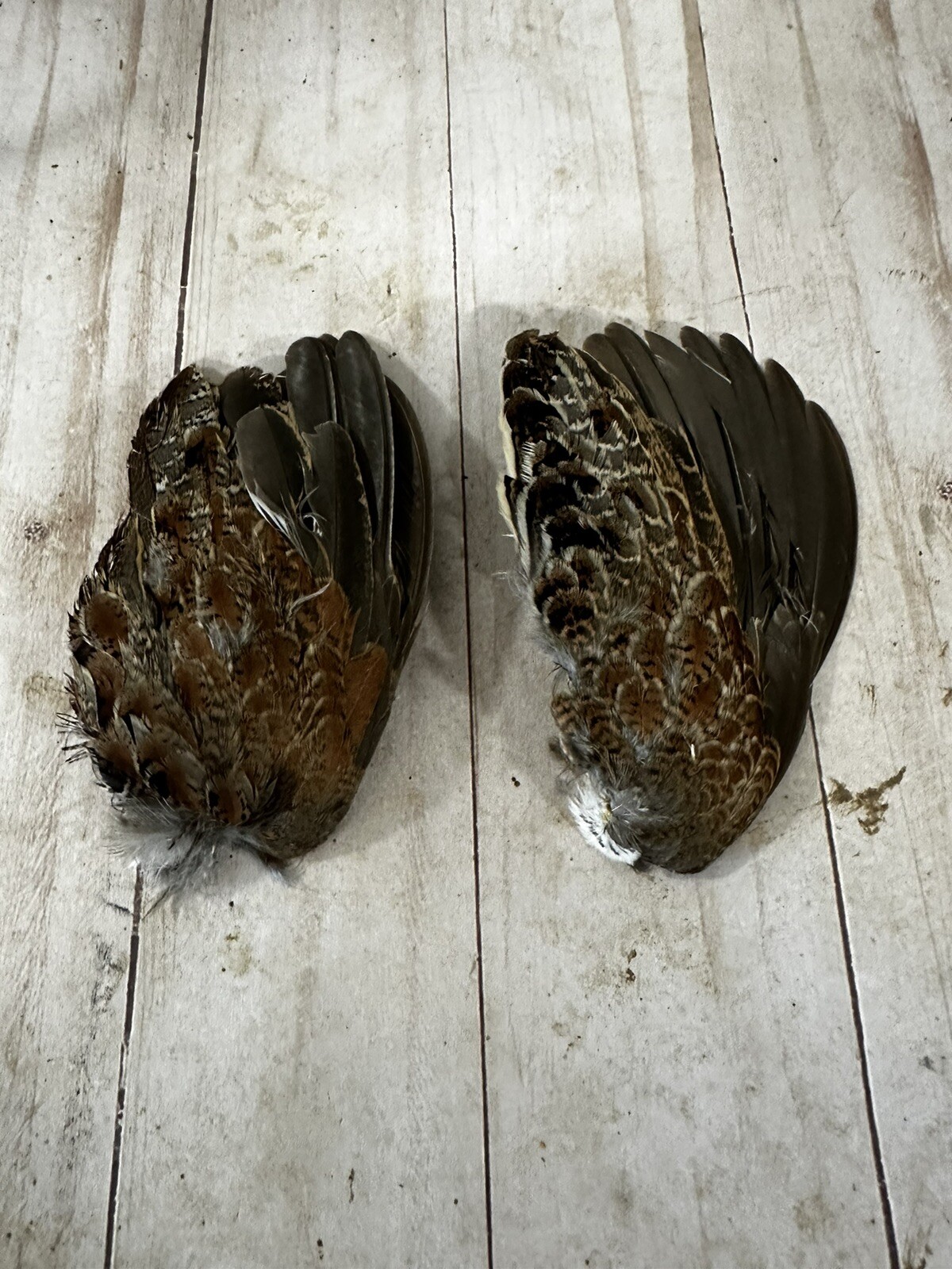 Bobwhite Quail Wings For Training, Crafts, Or Fly Tying.