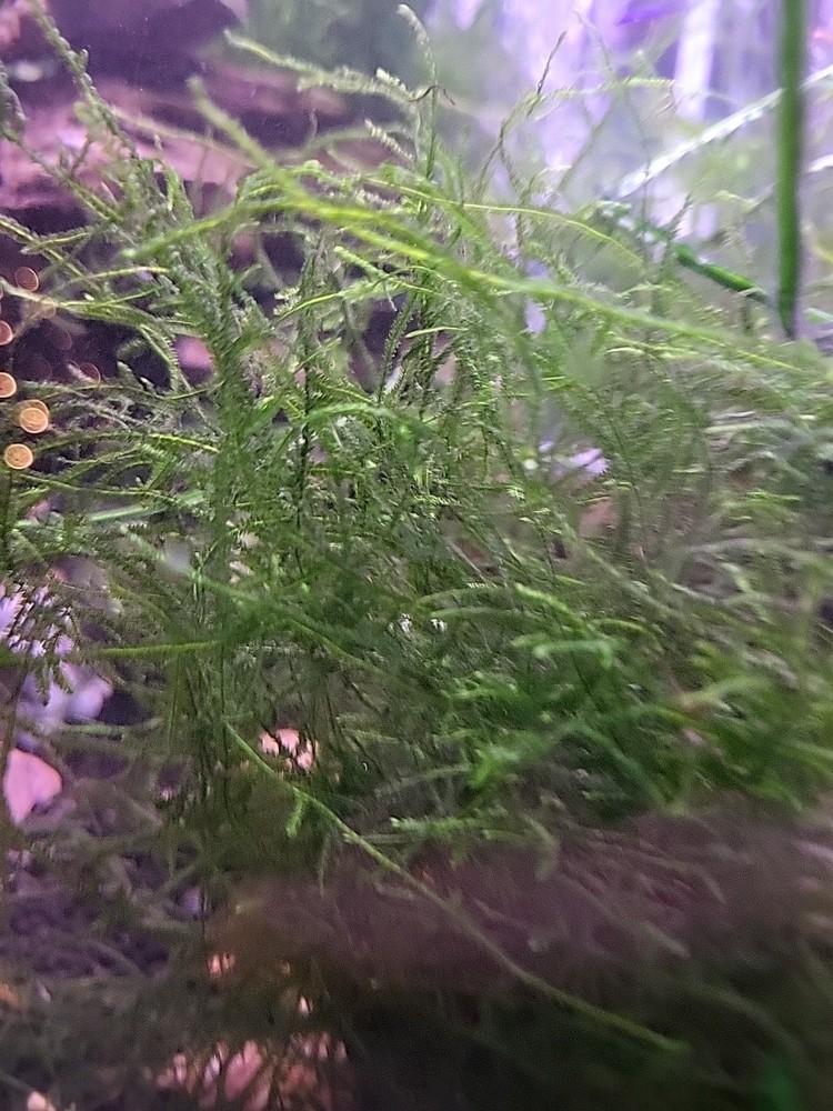 Live Java Moss – 1 Starter Portion - Shrimp Safe Aquarium Plant 1-3 oz