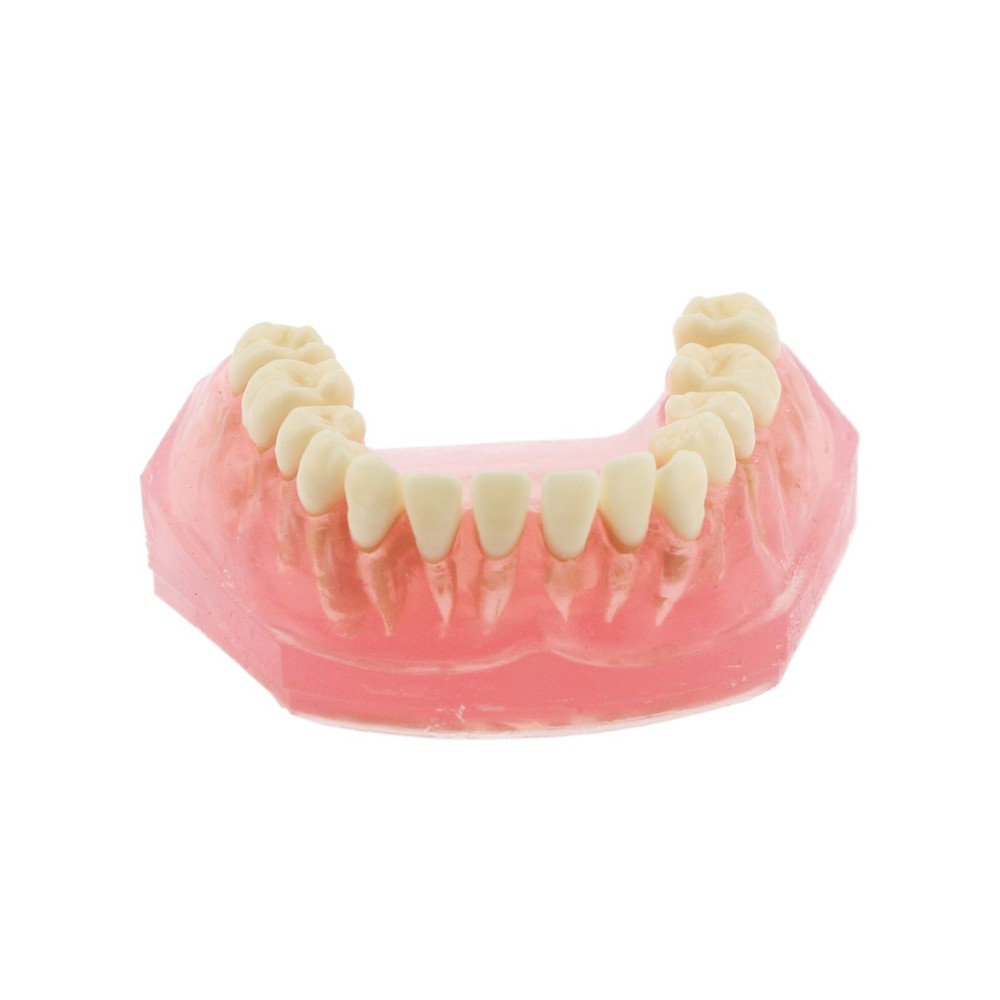 M7008 Standard Dental Study Teeth Model with Soft Gingiva 28 Removable Teeth