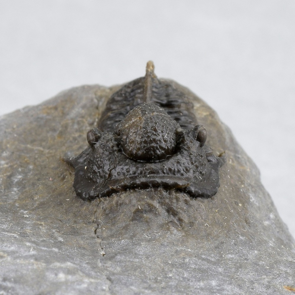 Fine trilobite Cyphaspis sp.