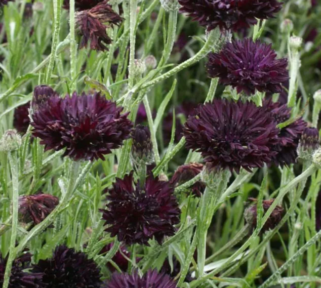 CORNFLOWER Bachelor Button Landscaper's Bulk Pack Heirloom Non-GMO 1500 Seeds!