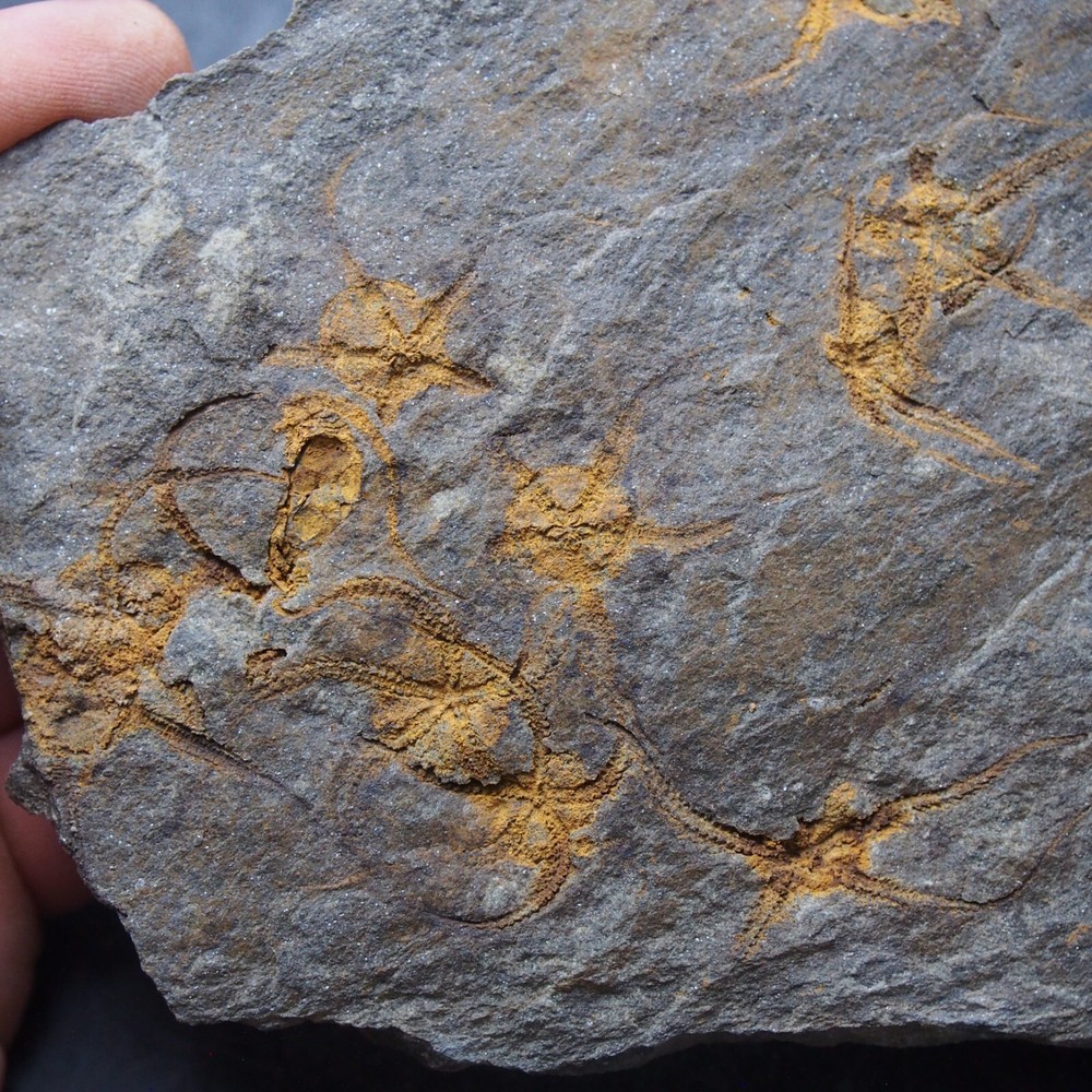 Edrioasteroid Protaster sp. Echinoderms Ordovician Fossil Fossilien