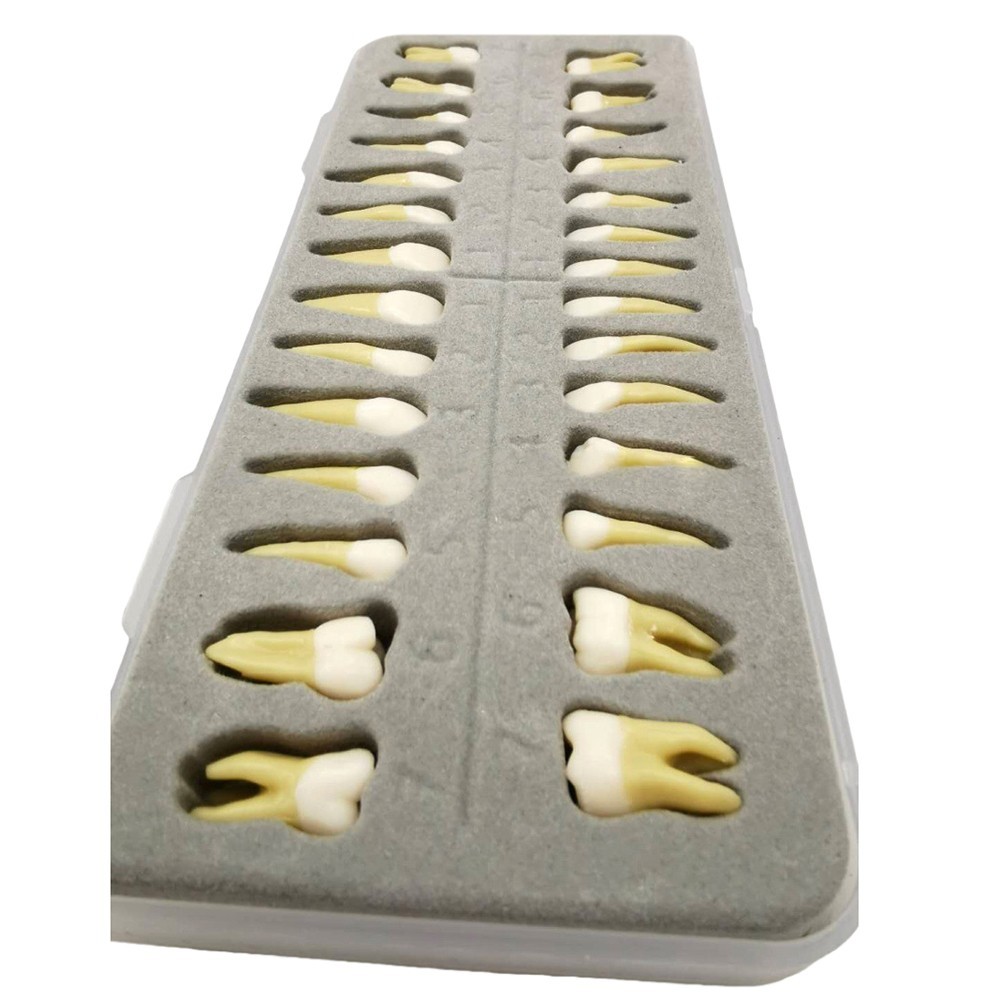 Dental 1:1 Permanent Teeth Demonstration Teach Study Model with 28Pcs Teeth