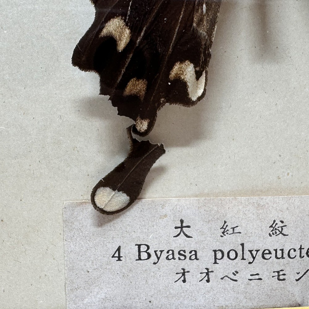 Rare Butterfly Specimen Display
