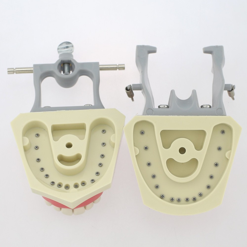 Dental Typodont Teeth Model Columbia 860 32 Removable Teeth Training Dentoform