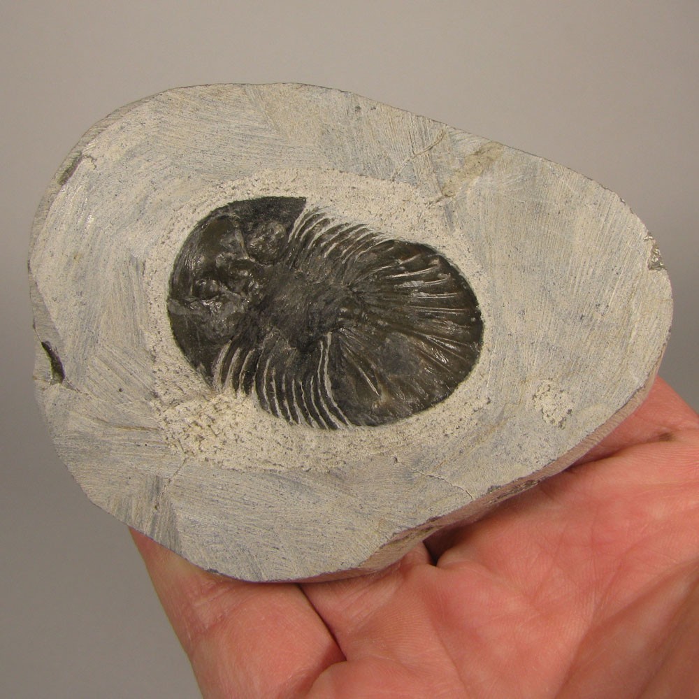 1.5" Scabriscutellum TRILOBITE Fossil on Matrix - Devonian Age - Morocco