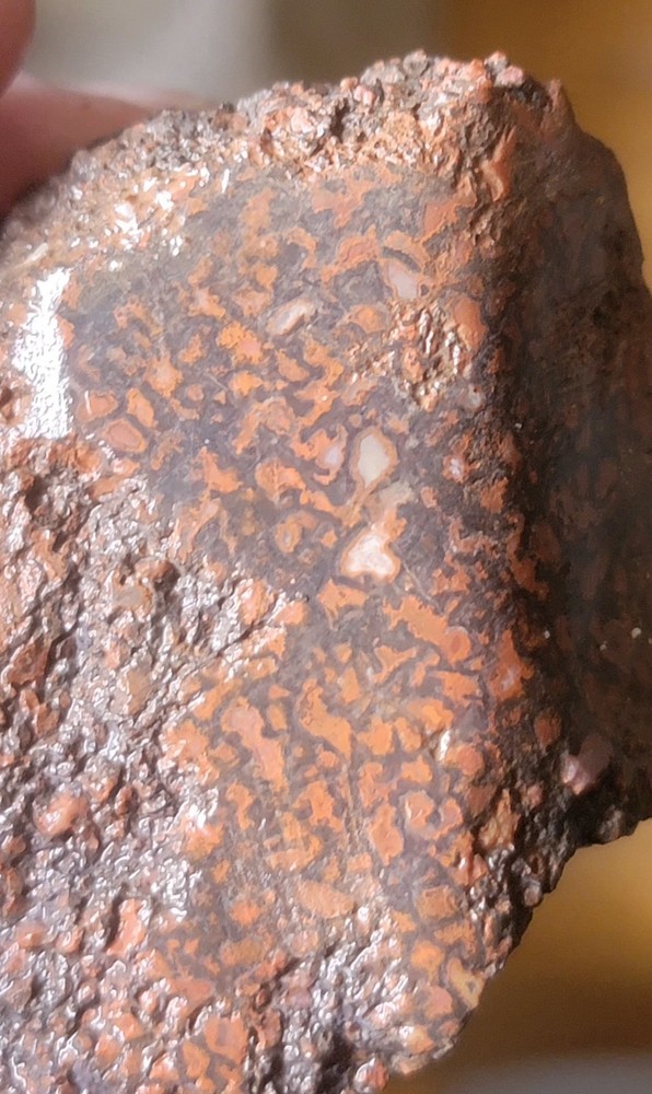 2.06 Lbs Agitized Dino Bone Smalls
