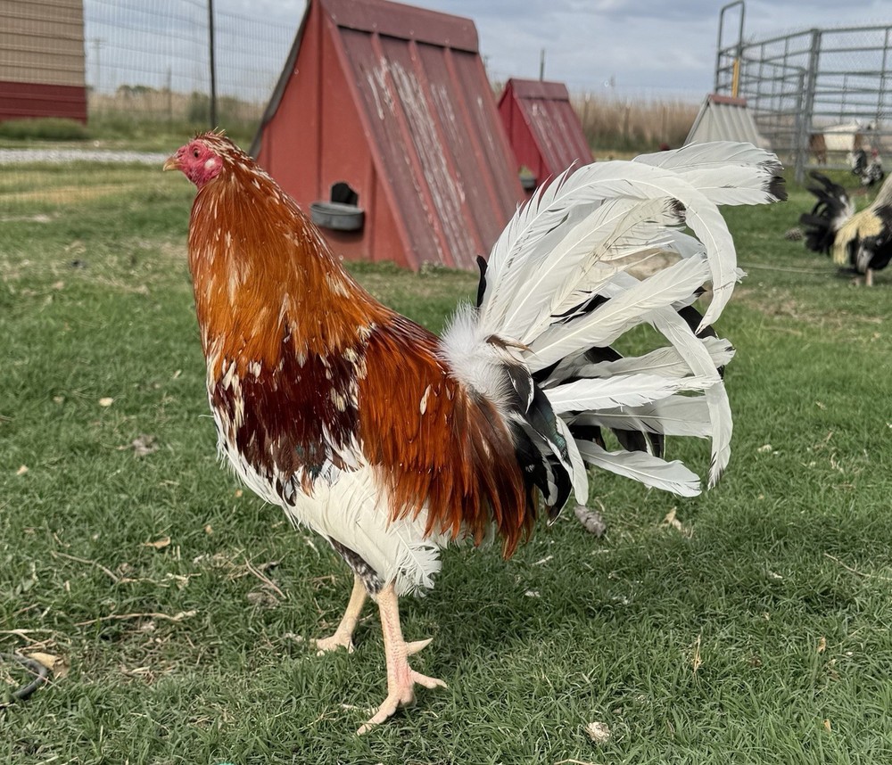 Chicken Hatching Egg
