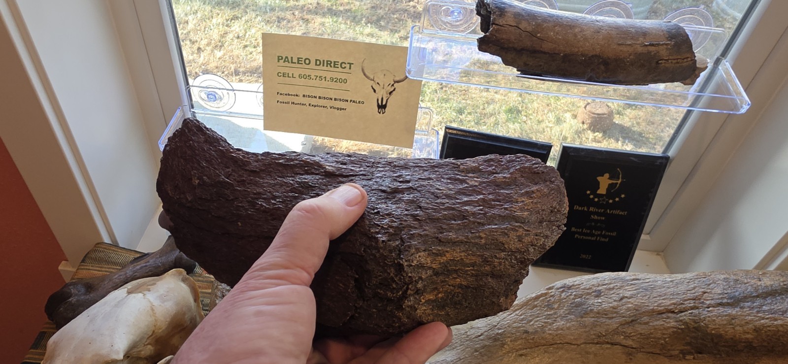 Mammoth Mandible - Chin - Fossil Kansas