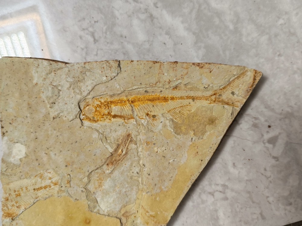 Unique and authentic fish fossil 8603