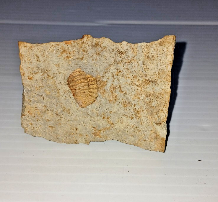 Trilobite Fossil