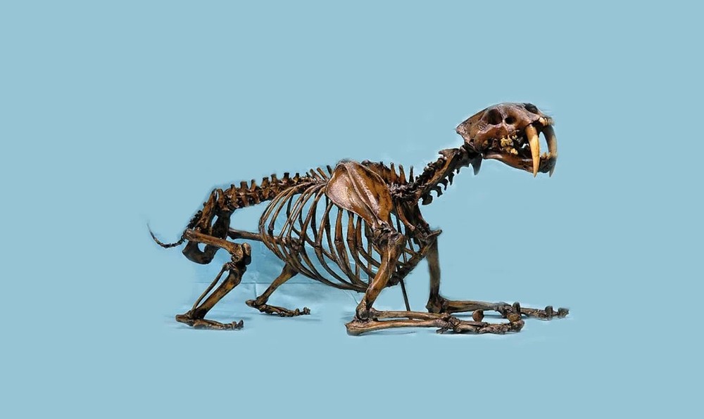 Sabertooth Cat mounted Skeleton Replica