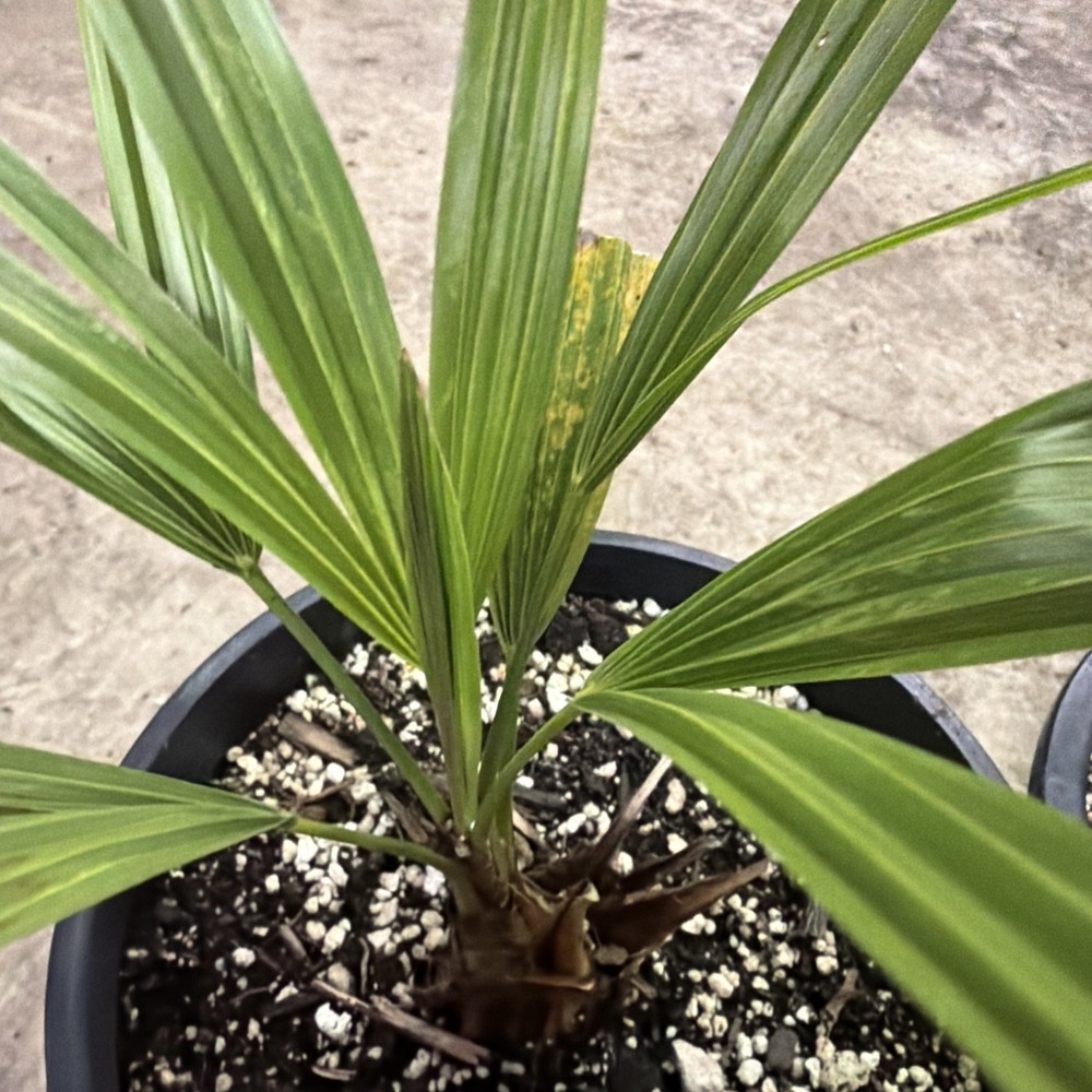 Windmill Palm 1 Gallon Pot 4 Pack