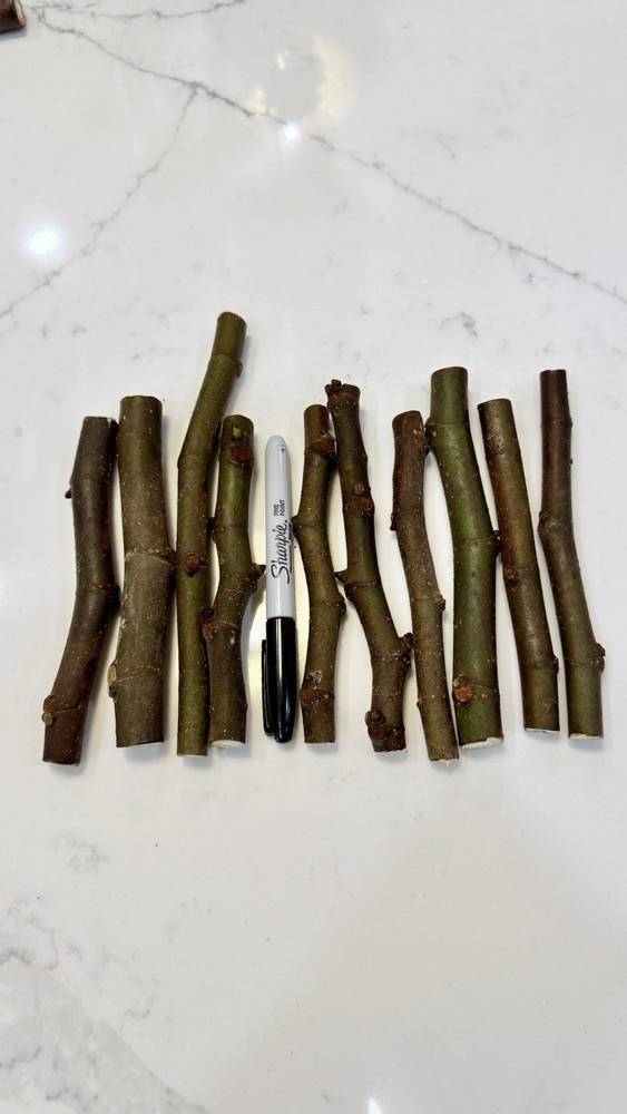 Fig Cutting: Multiple Varieties Flat Rate $4.99 Shipping