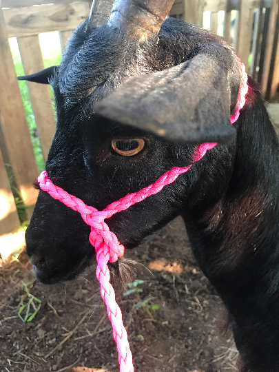 goat halter small livestock halter orange