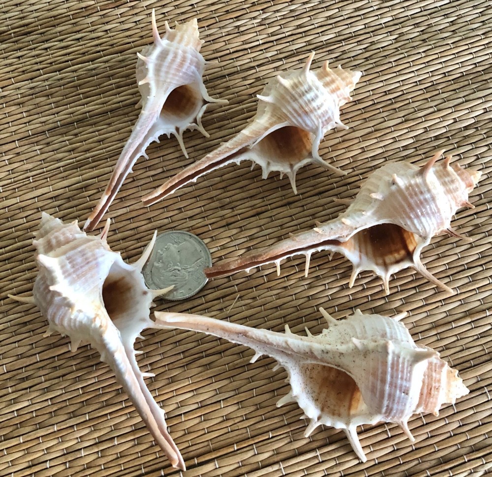 5 LARGE TURNISPINIA MUREX SEA SHELLS - BETWEEN 3” & 4" TALL