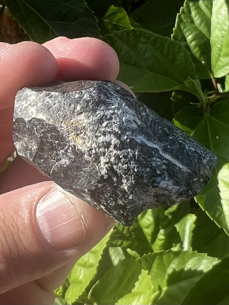 Fossil Whale Earbone