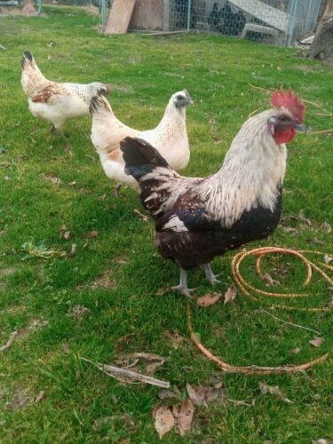 6+ Mosaic Hatching Eggs