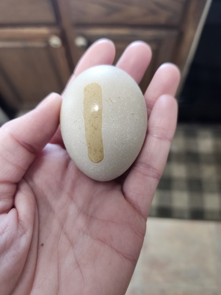 6+2 Extra Homozygous Silverudd Blue Hatching Eggs