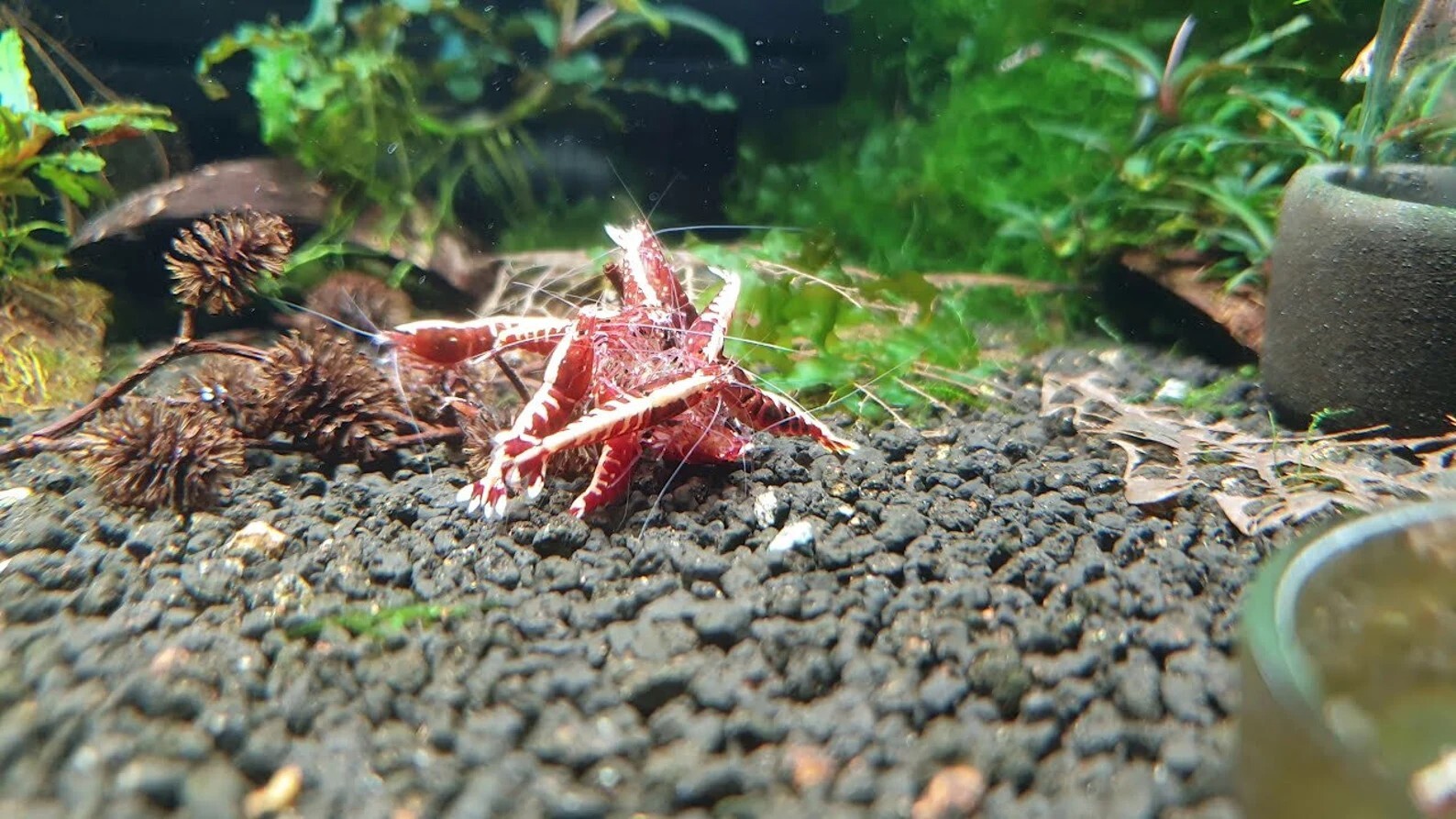 3 Nano Cholla Wood + 15 Filao Cones + 15 Alder Cones Aquarium Fish Invertebrates