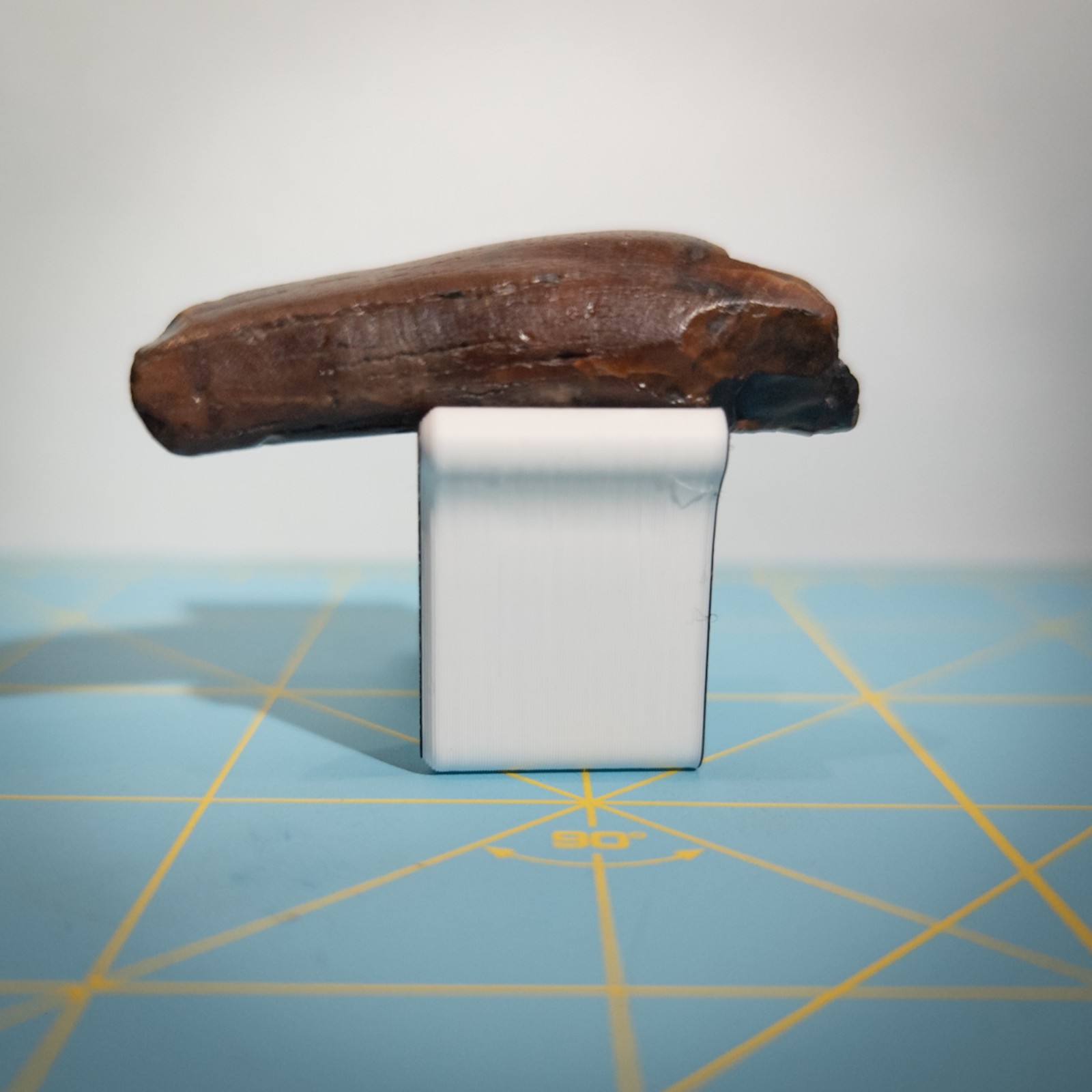 Ankylorhiza Tiedemani Fossil Tooth 2-in Giant Speartoothed Dolphin (Oligocene)