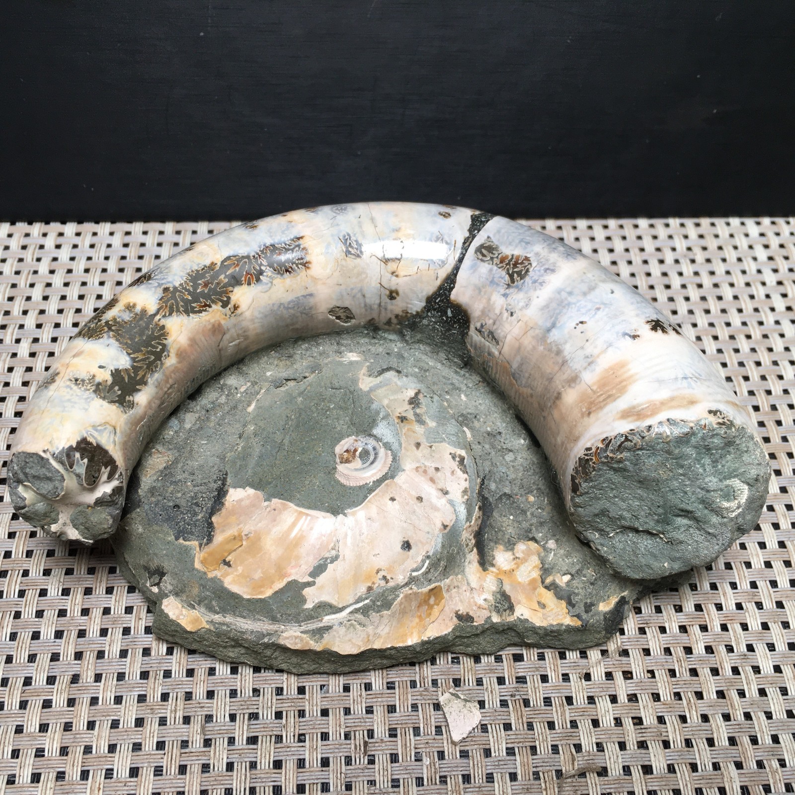 566g natural Carving Home Decoration Specimen Shell Healing md3748