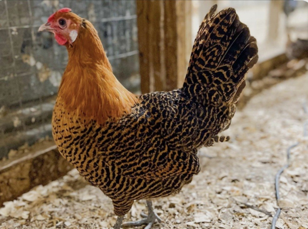 12 Deathlayer Chicken Hatching Eggs!!!NPIP/AI