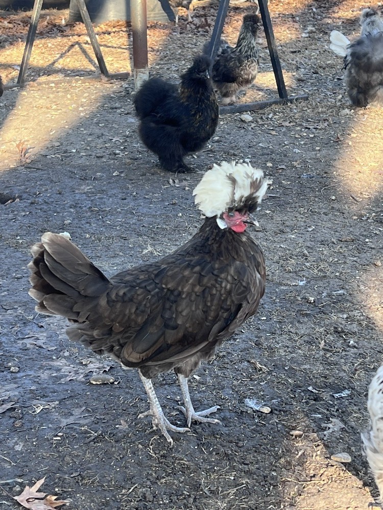 12 Batam Mix Barnyard.