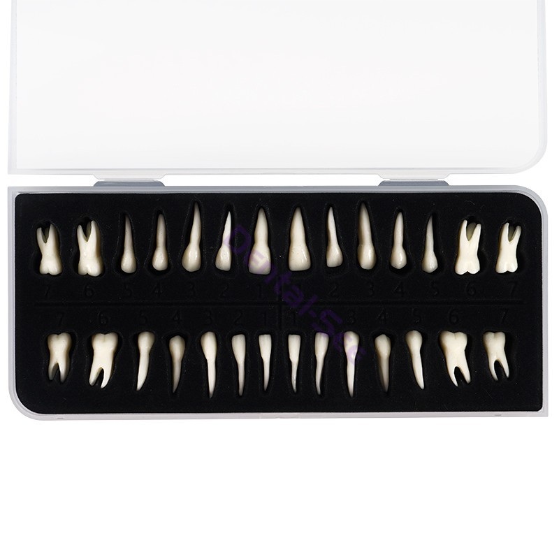 28Pcs 1:1 Oral Permanent Teeth Model Discrete tooth model with root Simulation