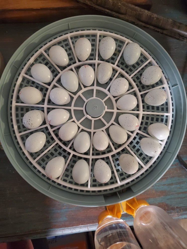 Replacement egg turner for Incubator Insert Only.