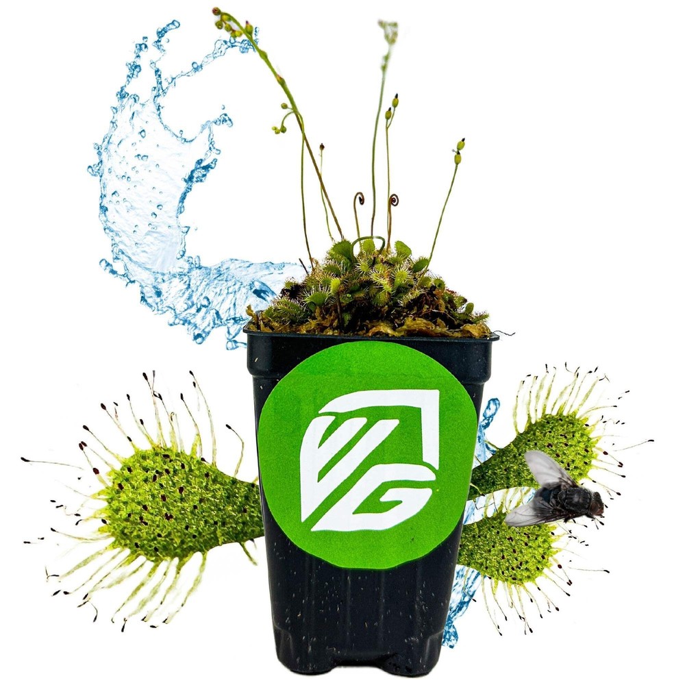 Spoonleaf Sundew Carnivorous - Drosera spathulata