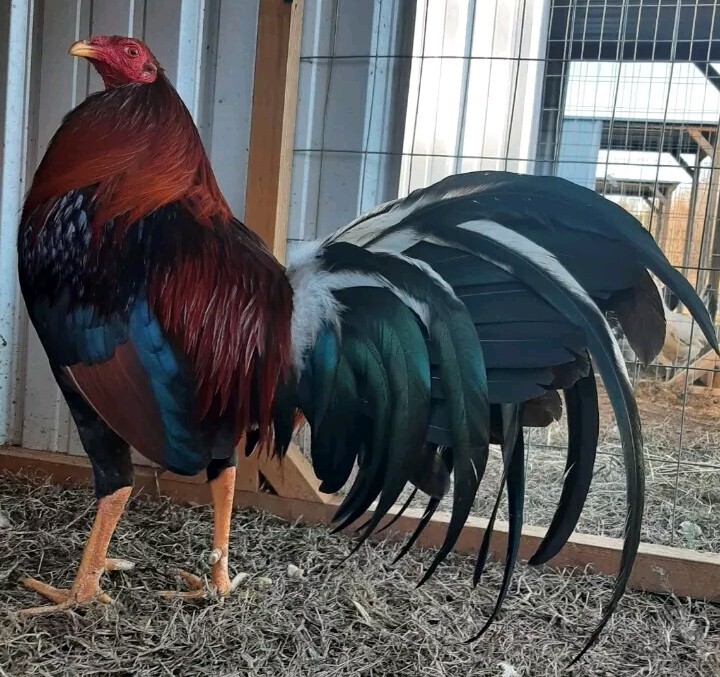 12 Chicken Hatching Eggs