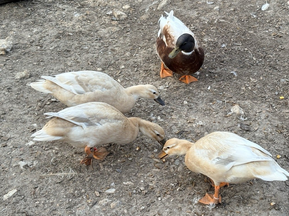 6 Pure Butterscotch Call duck hatching eggs