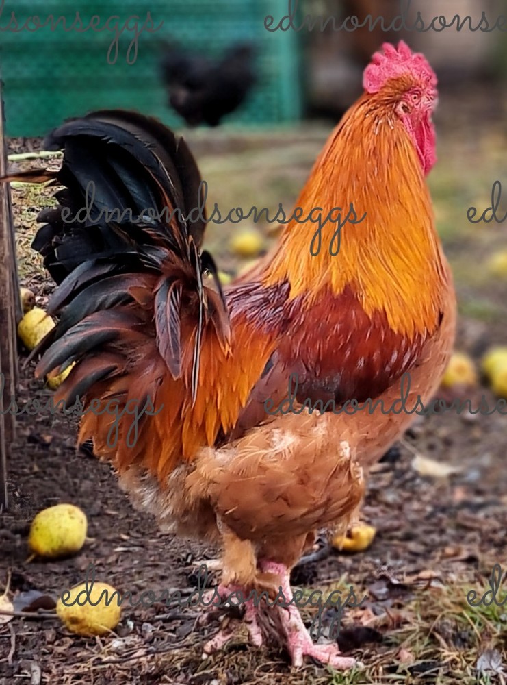12 Colorful Hatching EGGS.multi Gen Olive EGGER Easter Egger Free Ranging Mix