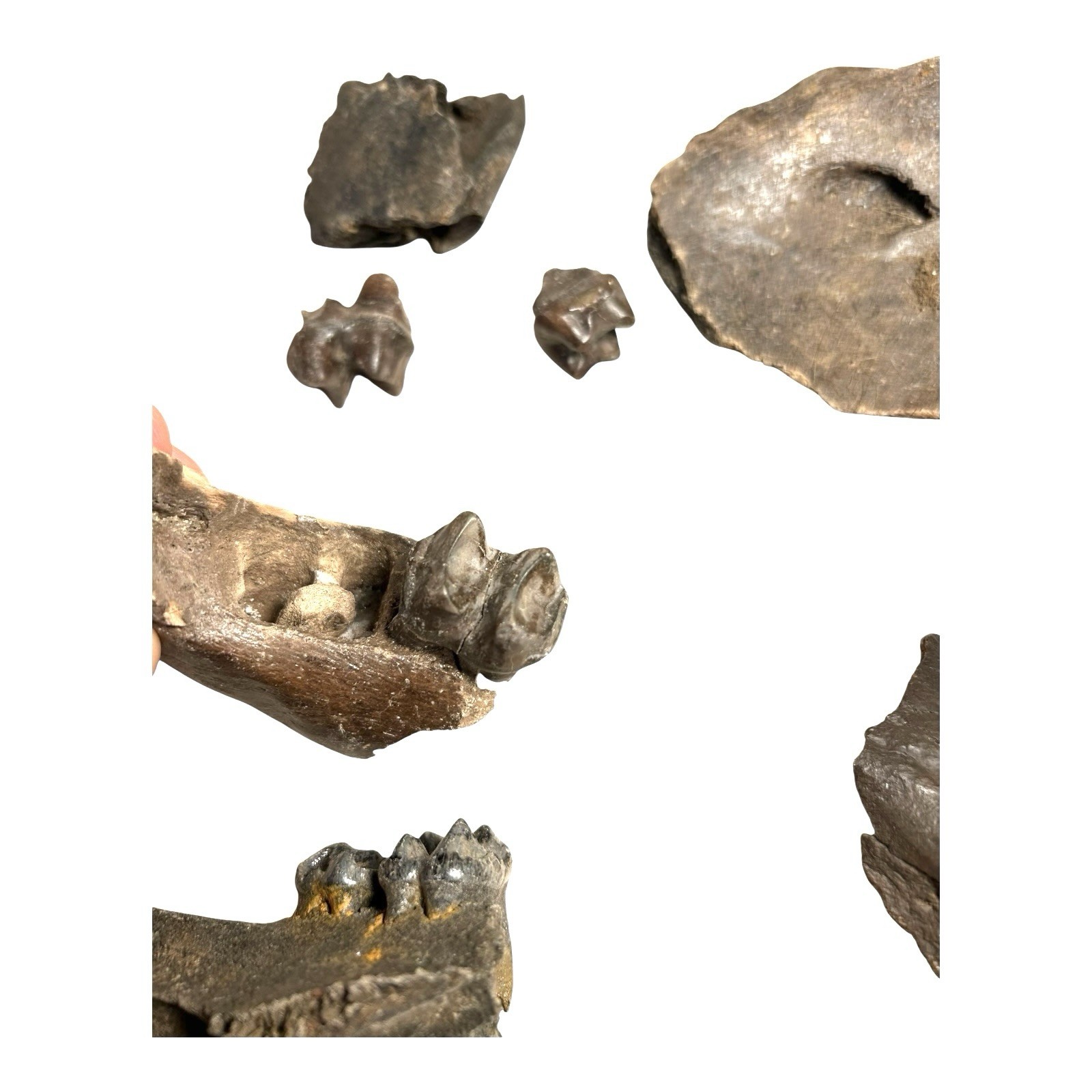 Prehistoric Pleistocene Age Fossilized Tapir Teeth and Mandible Jaw Pieces