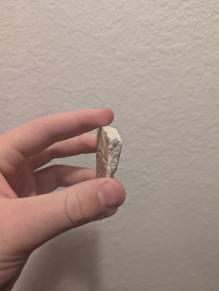 Green River Fossil Fish