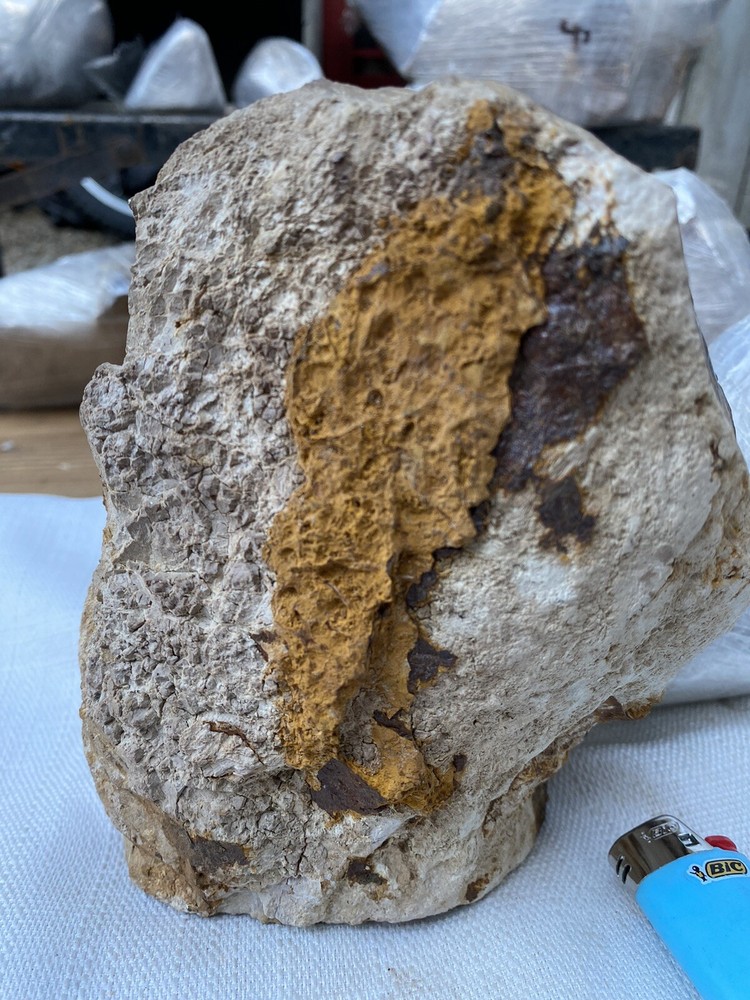 Fossilized And Opalized Fossils