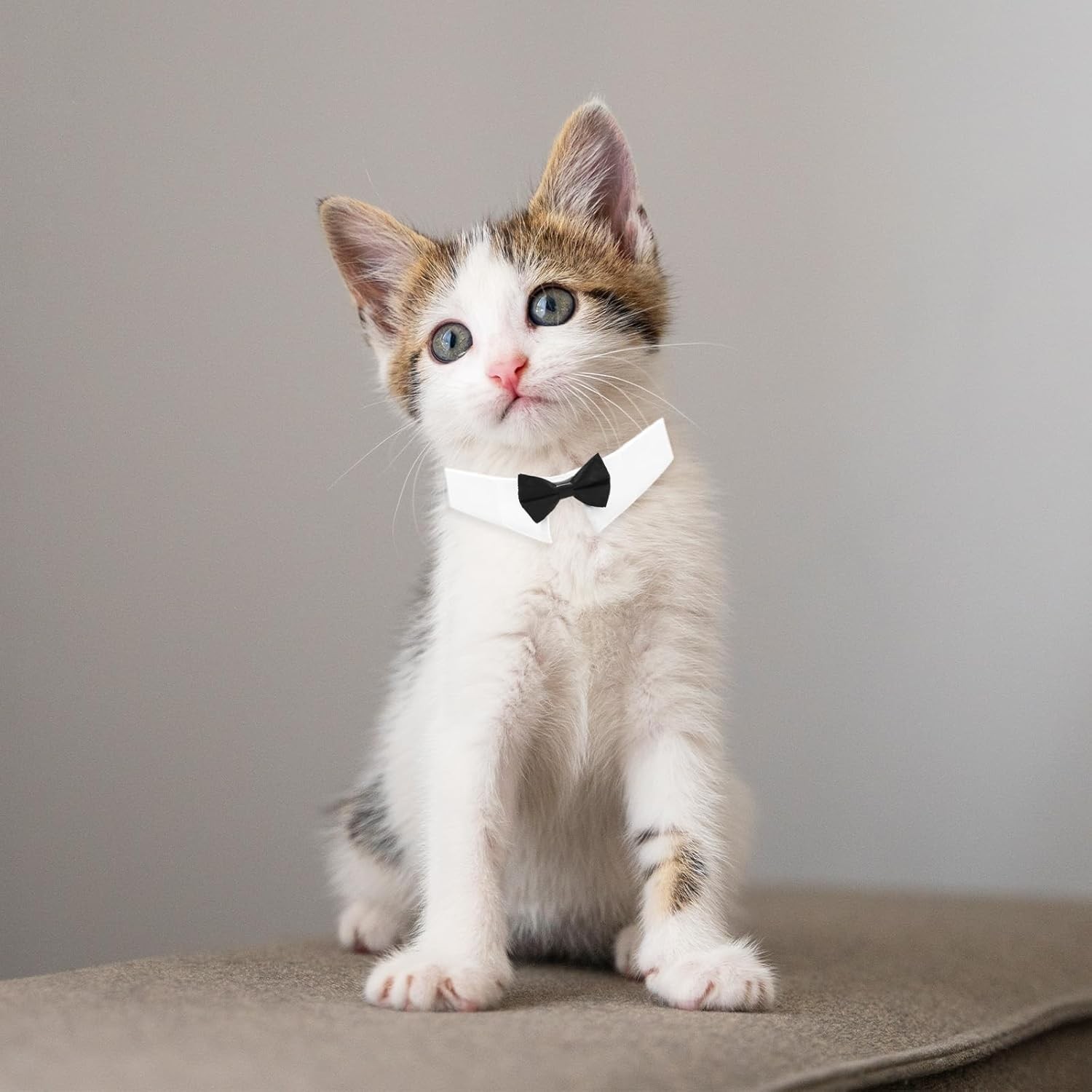 Black Cat Bow Tie Collar Adjustable Formal Necktie for Cats & Small Dogs