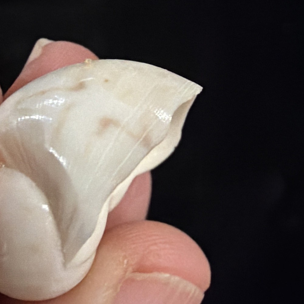 Natica Canrena Shell 25mm Florida (A695)