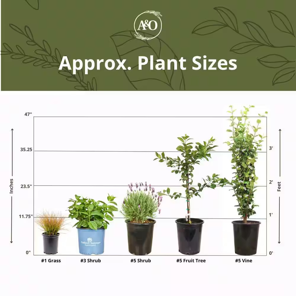 #5 Container Berberis T Concorde' Shrub Plant (2-Pack)