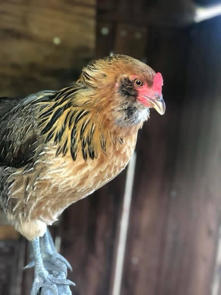 18+ Multi-Generational Olive Egger Hatching Eggs F1-F3