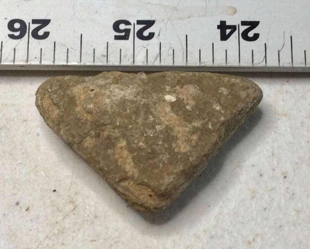 Ankylosaurus ARMOR PLATE