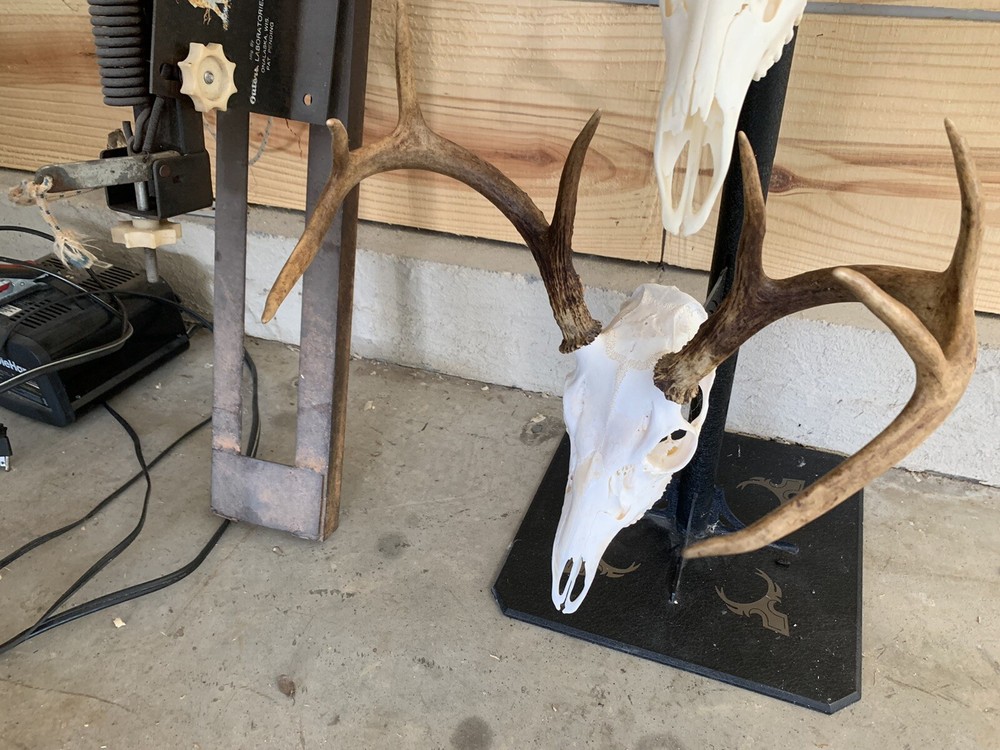 european deer skull mount
