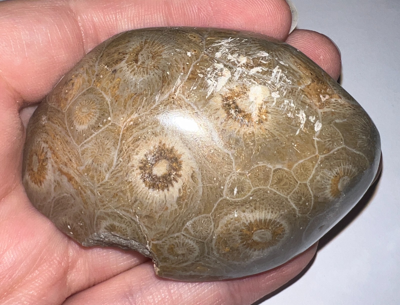 Moroccan Pre Dinosaur Fossil Polished Coral Lot 3 Inches One Per Order